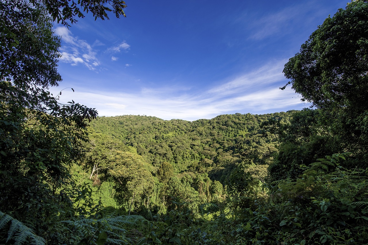 自然之魅与生态之旅，探索野生森林景区