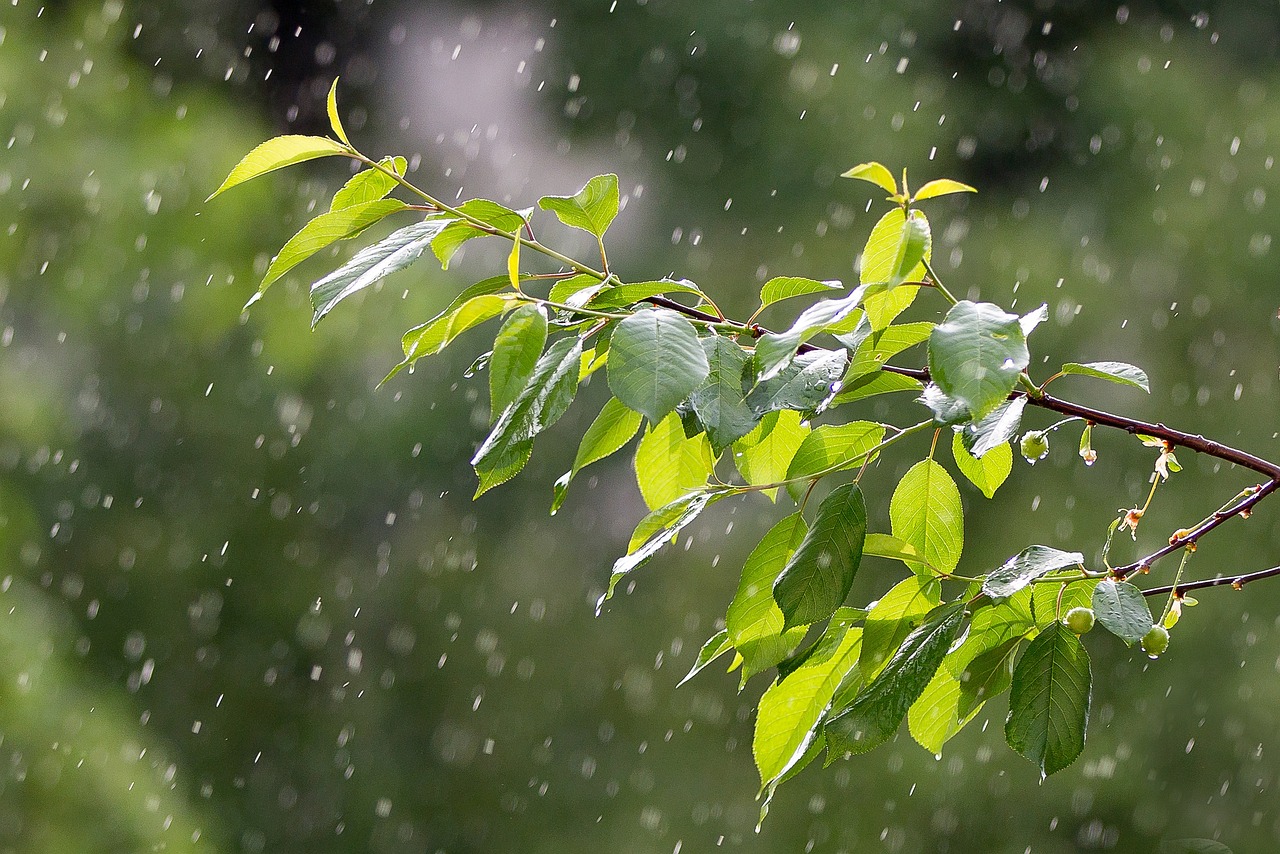 天气转变中的自然交响曲，雨中演绎的乐章